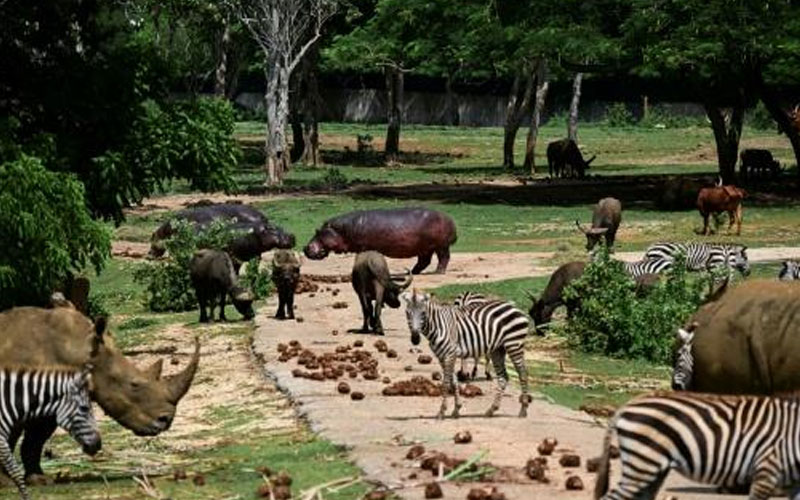 Zoológico Nacional de Cuba enfrenta apagones y escasez para preservar especies en peligro