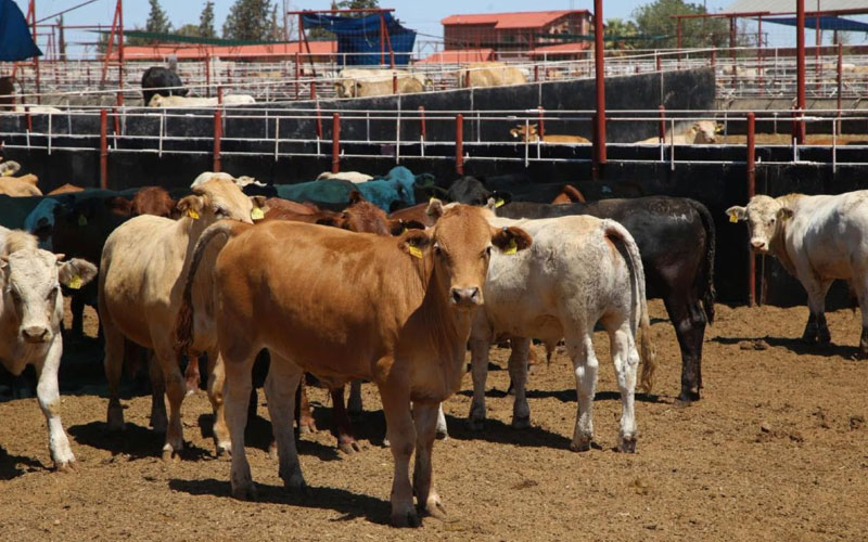 Sonora será el primer estado en reanudar exportación de ganado a Estados Unidos