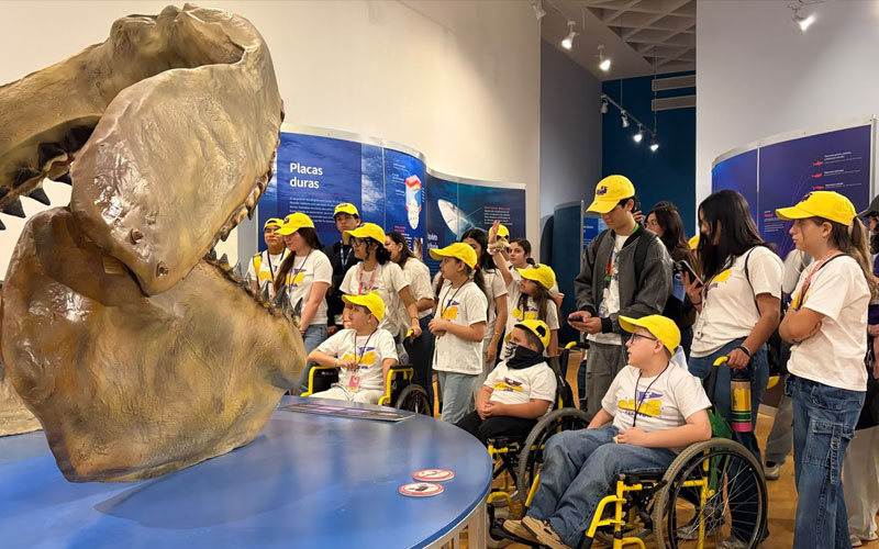 Exposición “TIBURONES” supera los 15 mil visitantes en Hermosillo en solo 19 días