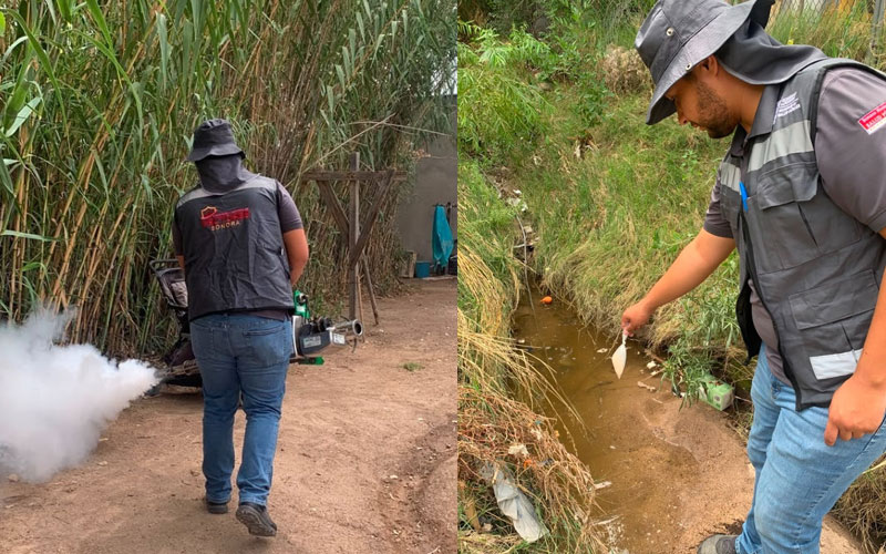 Salud Sonora llama a eliminar criaderos de mosquitos tras recientes lluvias