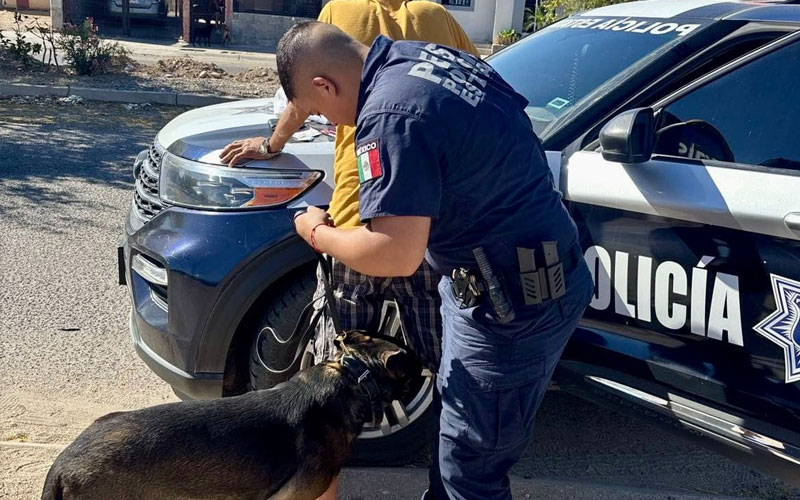 Unidad K-9 de la Policía Estatal contribuye a detener a 30 personas en Sonora
