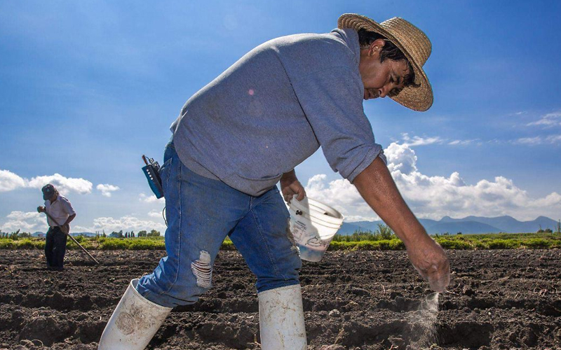 Plan Nacional Frijol entregará 5 mil 300 toneladas de semilla a productores