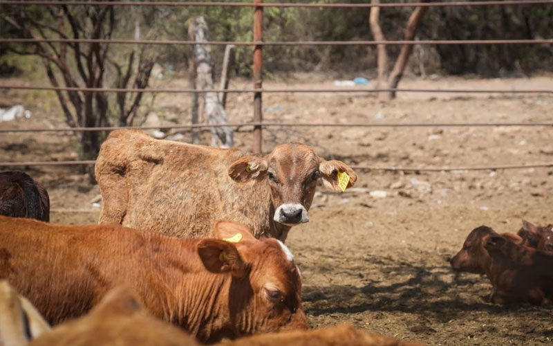 Reanudarán exportación de ganado por Agua Prieta el 20 de octubre