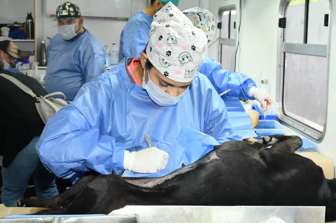 Hermosillo ofrecerá esterilizaciones y atención veterinaria gratuita para perros y gatos