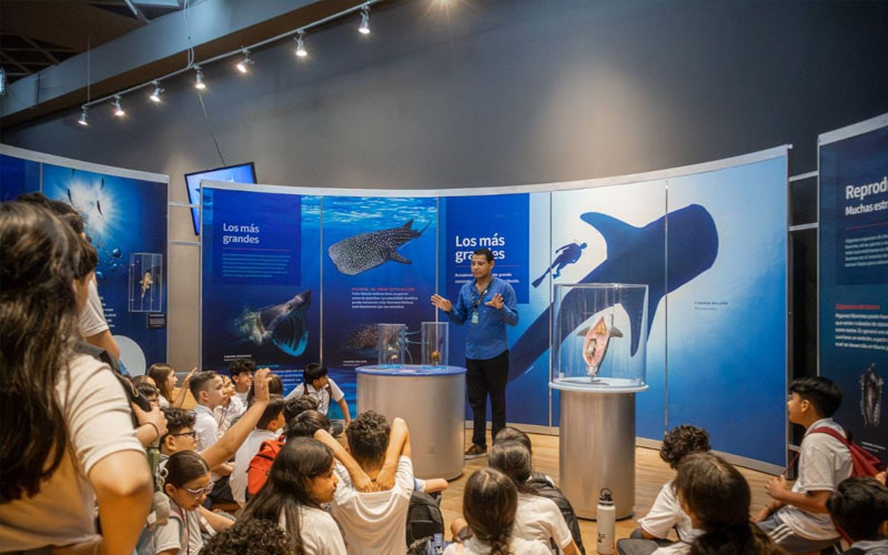 Exposición “TIBURONES” supera expectativas con más de 10 mil visitantes en Musas