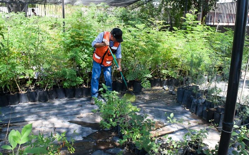 Vivero Municipal suspende temporalmente donación de árboles por temporada de calor