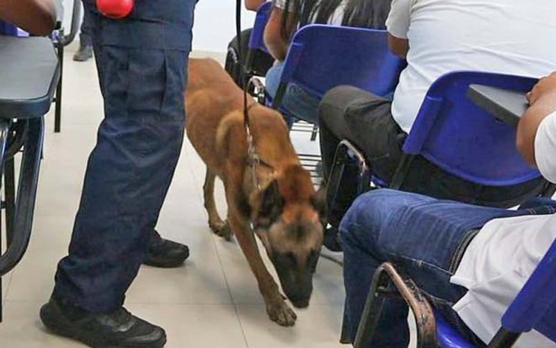 Diputados refuerzan revisiones con binomios caninos para impedir el ingreso de armas