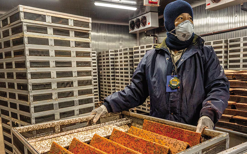 Inauguran planta binacional para producir moscas estériles contra el gusano barrenador