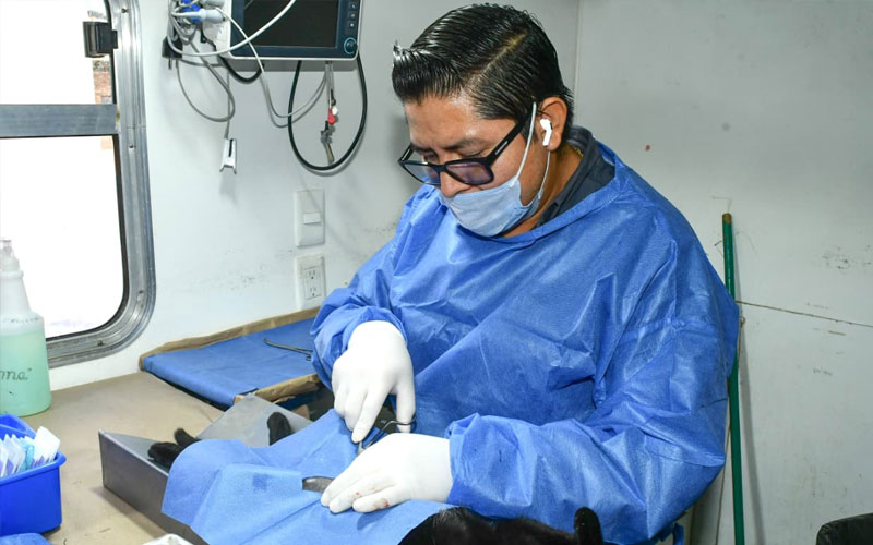 Ofrecen esterilización gratuita para gatos este sábado en Hermosillo