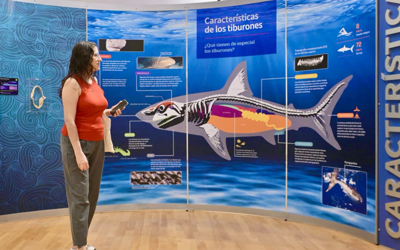 Exposición Tiburones supera 11 mil visitantes en Hermosillo