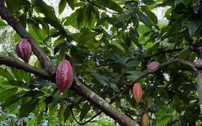  Tabasco prevé producir 10 mil toneladas de cacao y acopiar mil el próximo ciclo