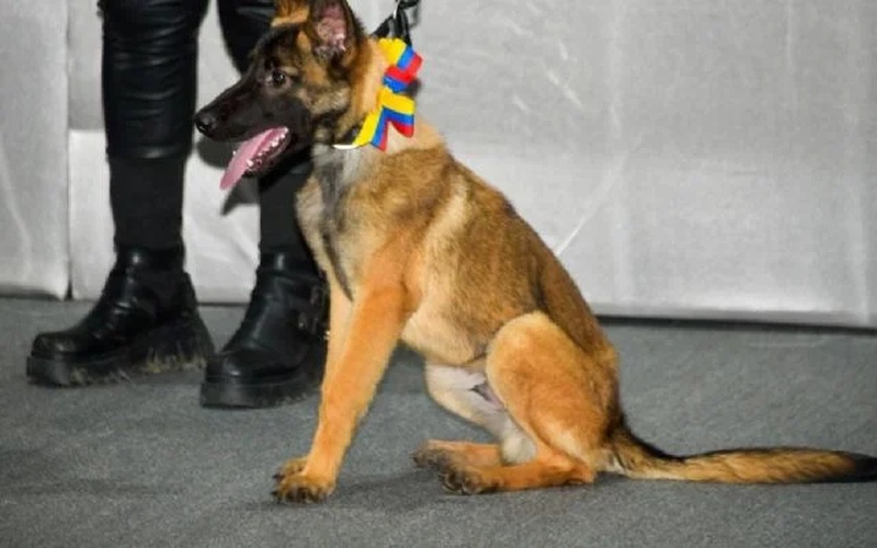 Venezuela dona perrita al Ejército Mexicano en agradecimiento por ayuda tras los sismos