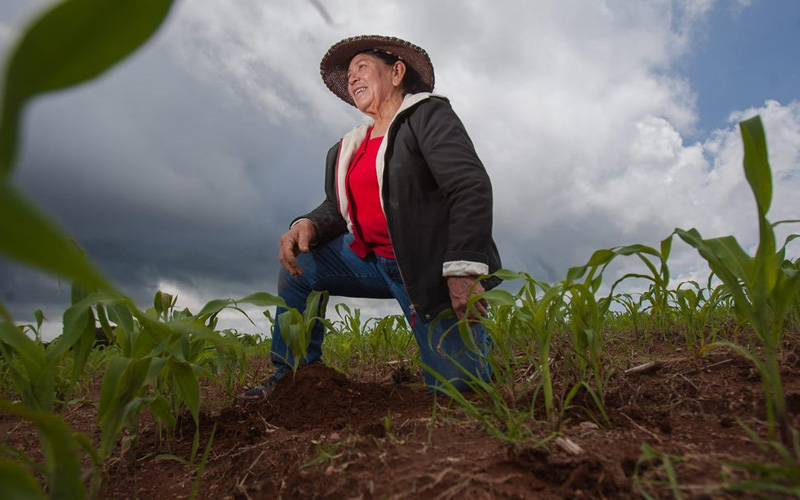 Más de un millón de mujeres trabajan en el campo mexicano; representan 43% de la fuerza laboral agrícola mundial