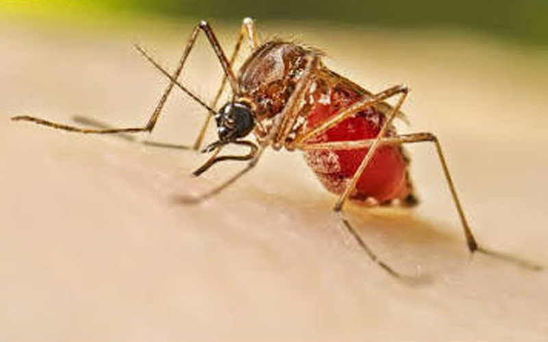 Dengue disminuye 30% en México durante 2026, informa Secretaría de Salud