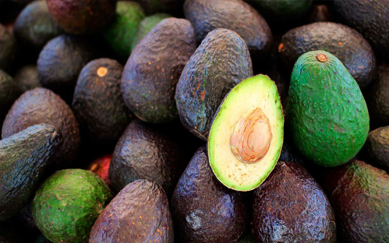 Exportaciones de aguacate mexicano a EU crecen 35% en primer cuatrimestre de 2026